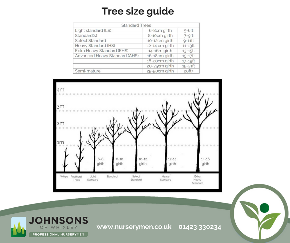 Tree size guide