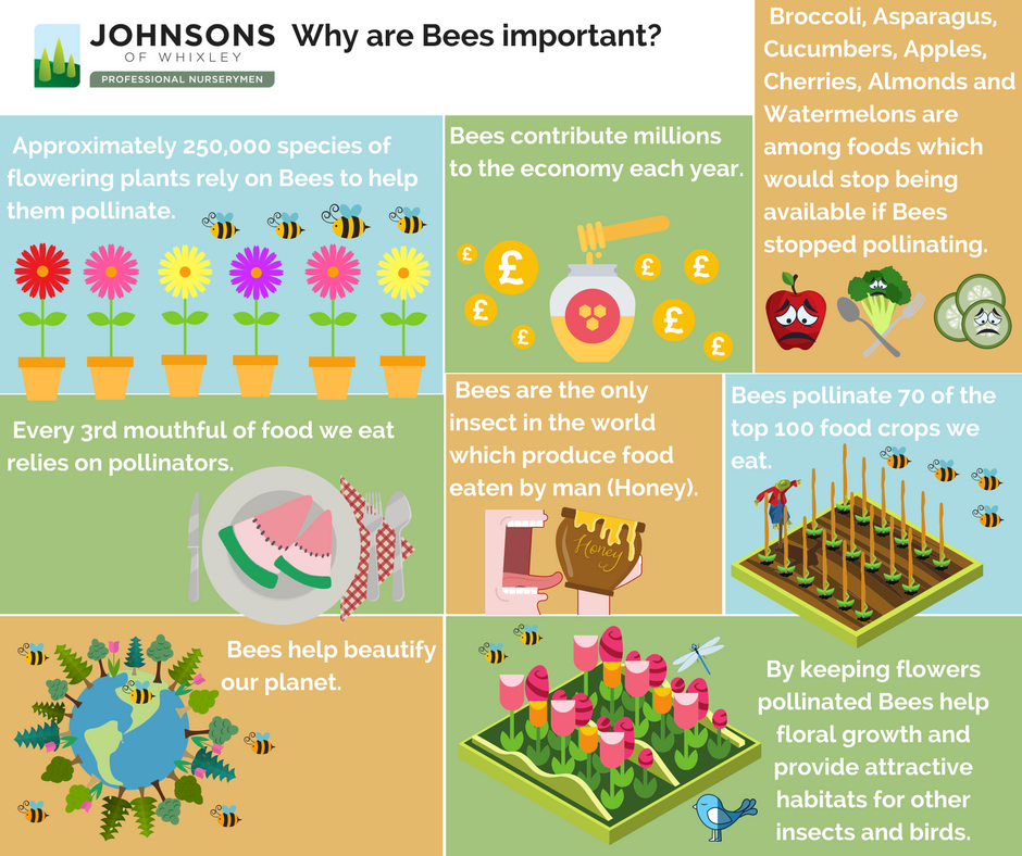 Why Bees Are So Important To Us Johnsons Of Whixley