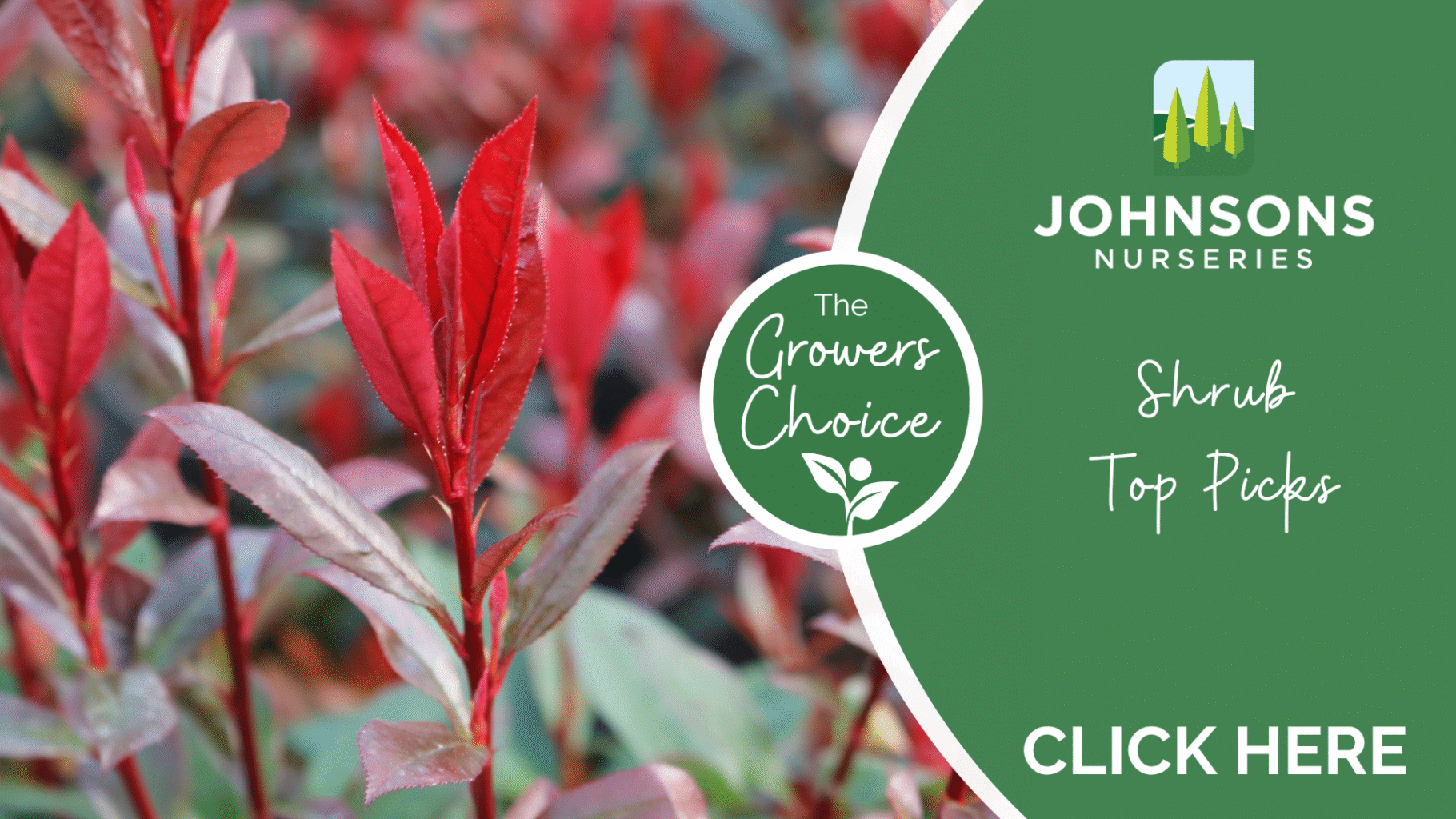 Shrub top picks