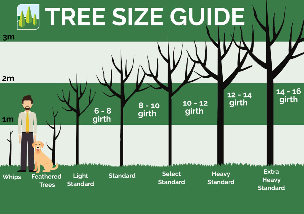 Tree Size Guide