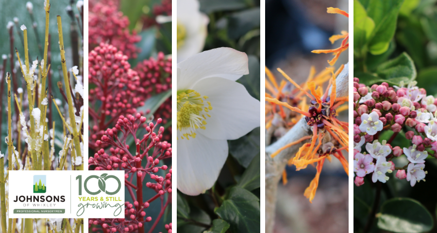 Winter Interest Plants - five of our favourites