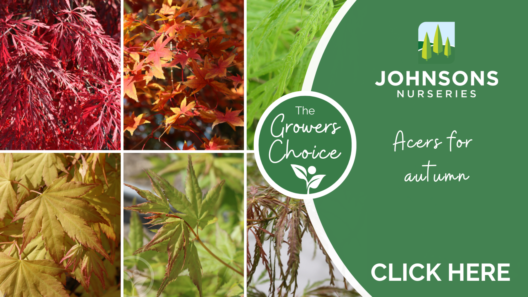 The Growers Choice - Acers for autumn