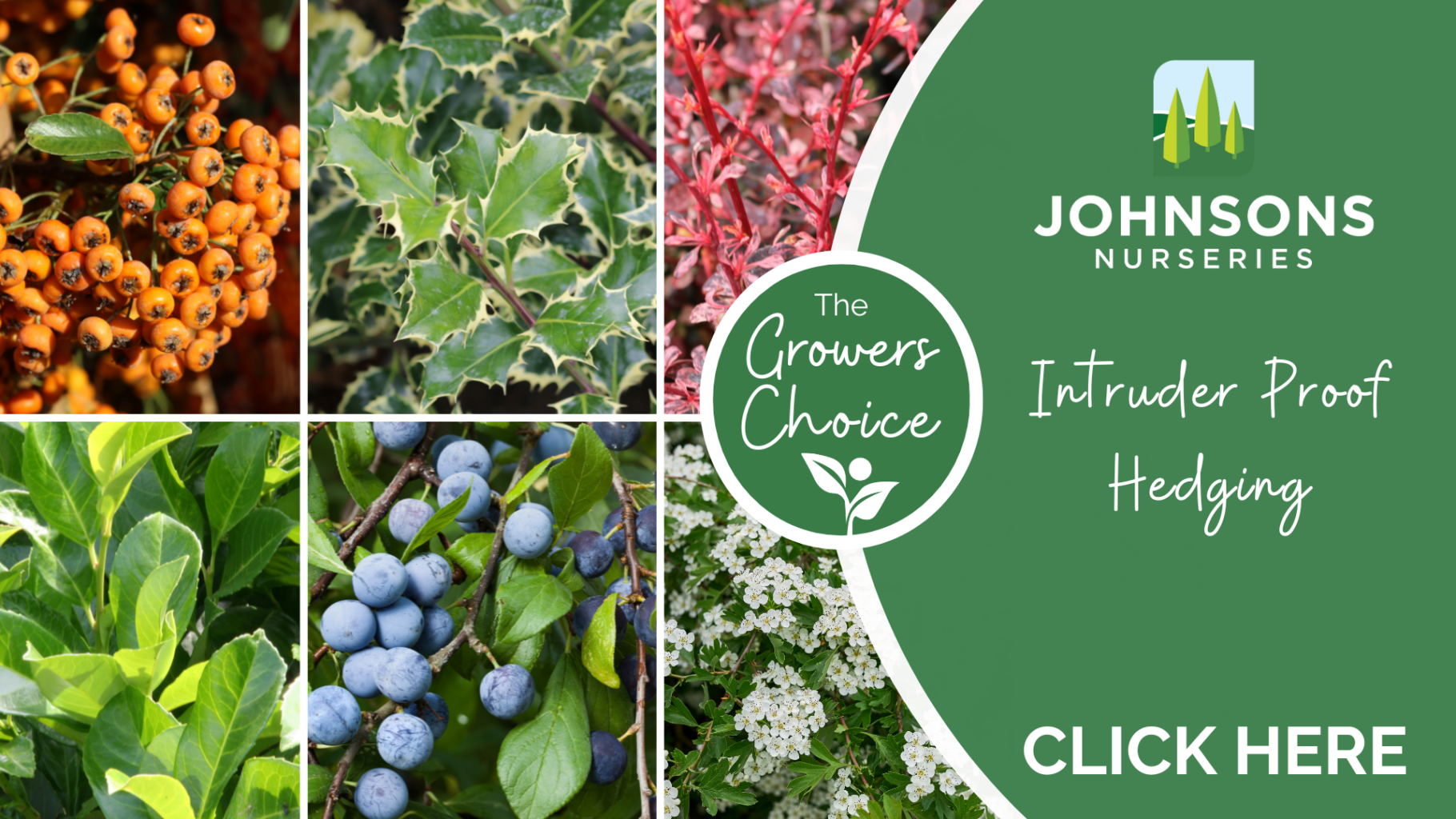 The Growers Choice: Intruder proof hedging