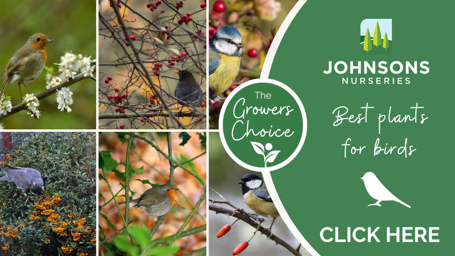 The Grower’s Choice: Best Plants for Birds