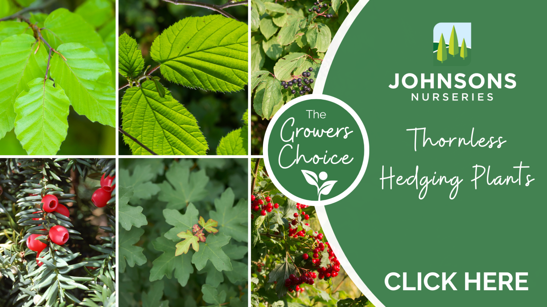 The Growers Choice: Thornless Hedging Plants