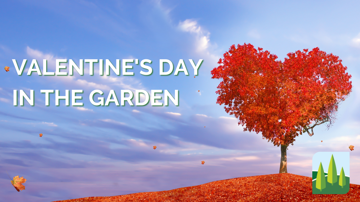 Say it with flowers: Valentine's day in the Garden